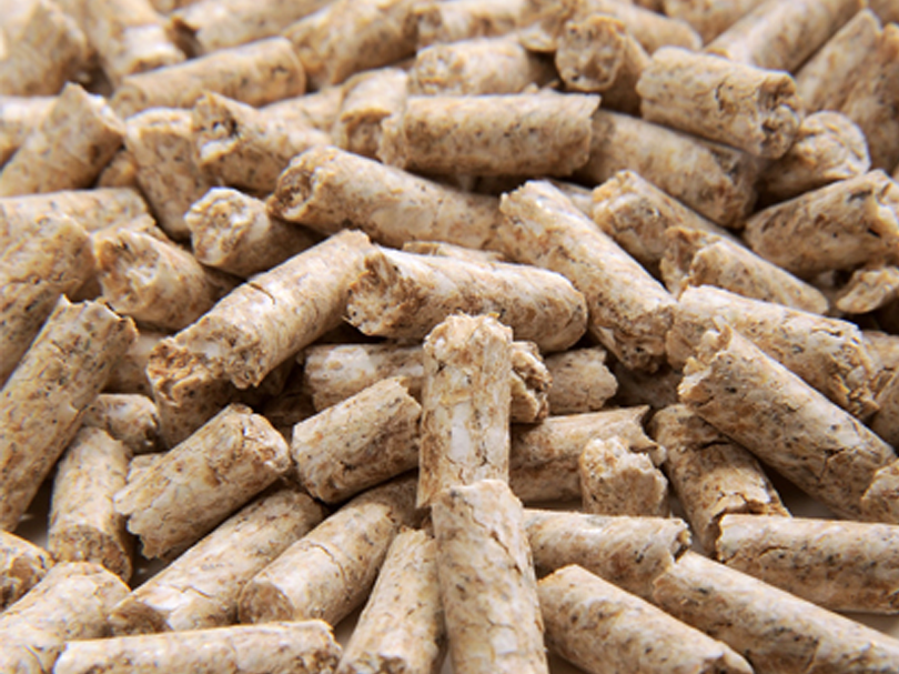 علف الأبقار الحلوب